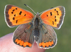 Small Copper Small Copper